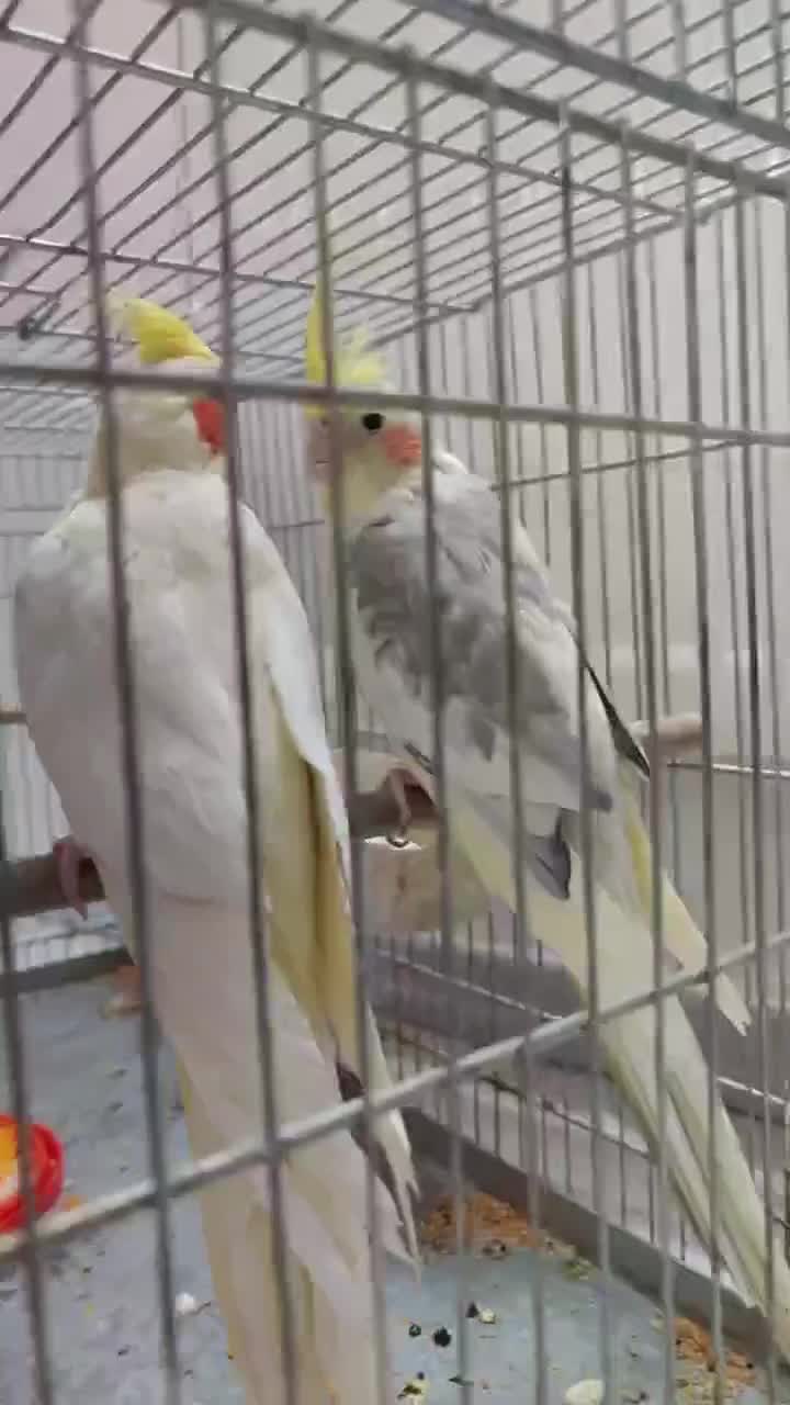 جفت عروس|پرنده|شاهین‌شهر, مسکن مهر|دیوار