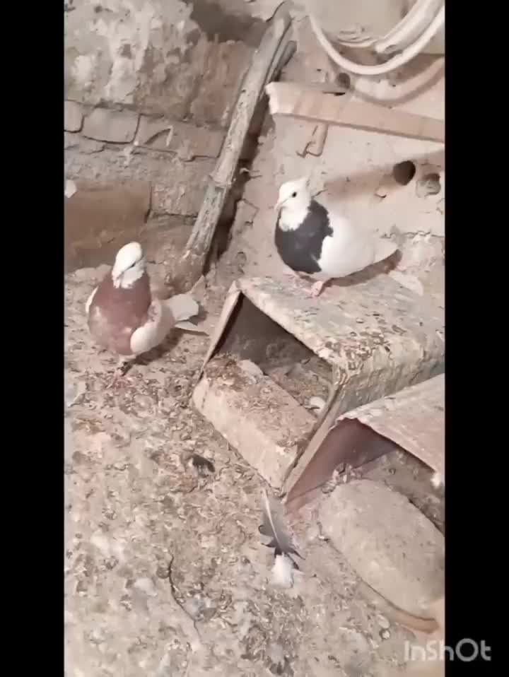 طوقی جفتگاه وپرشی به شرط|پرنده|مشهد, انقلاب|دیوار