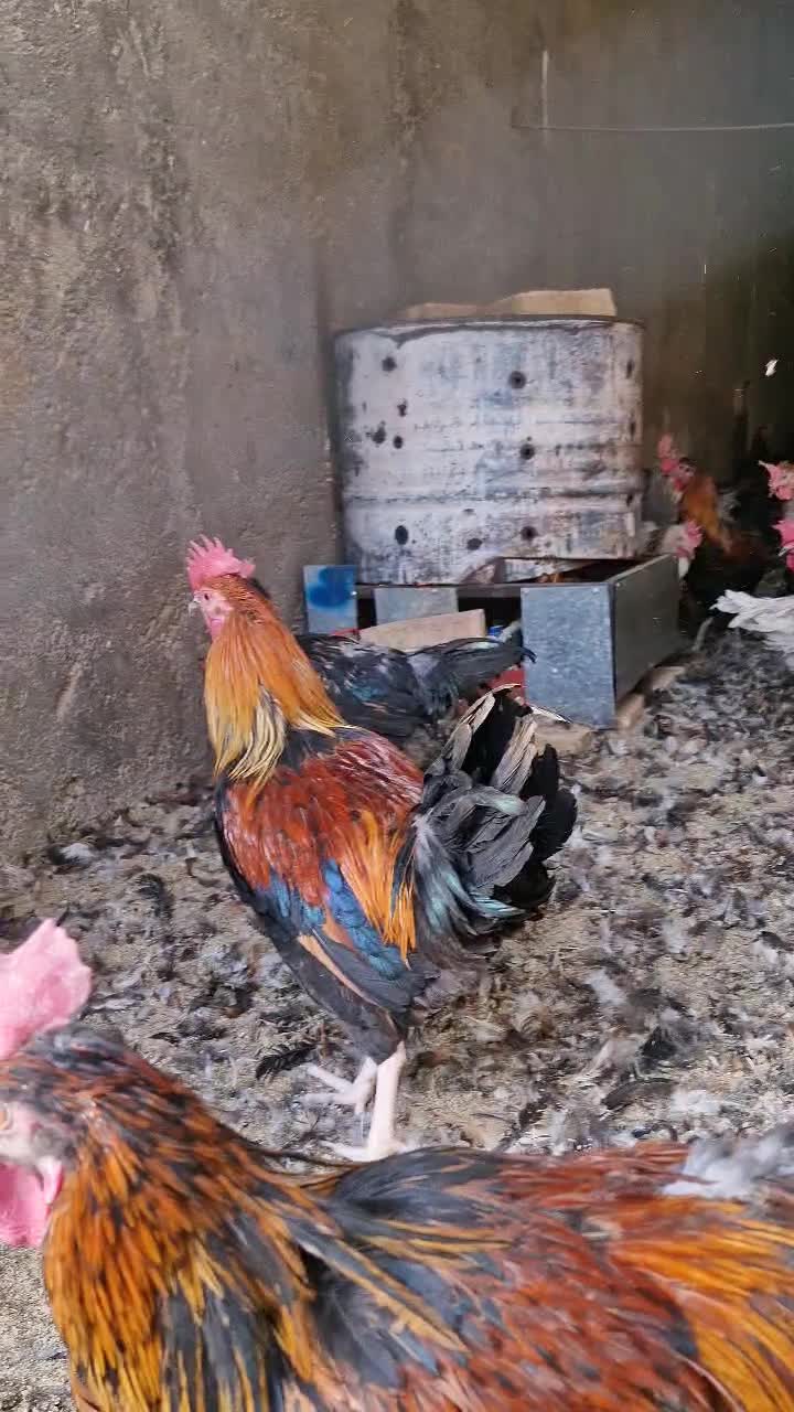 خروس محلی|حیوانات مزرعه|محمدیه-قزوین, |دیوار