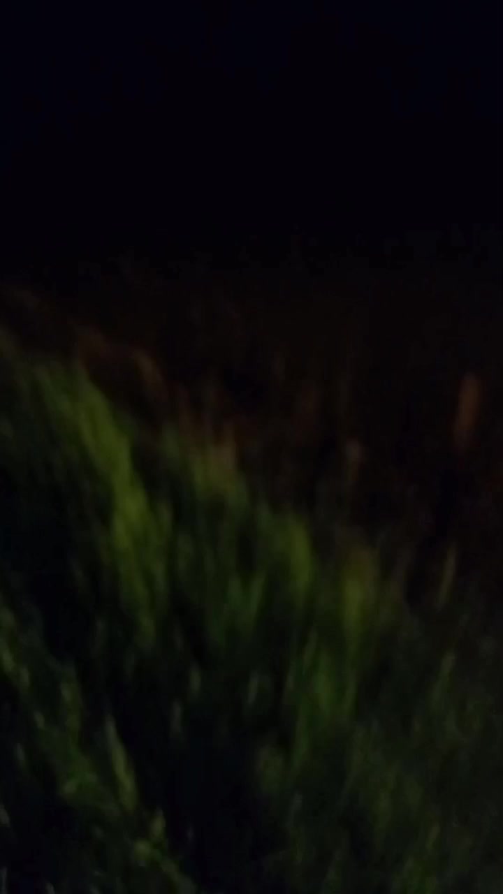 فروش تراکتور ۴۸۵ جفت درجه یک مدل  ۹۴ طلاپمپ کوچک|خودرو سنگین|موچش, |دیوار