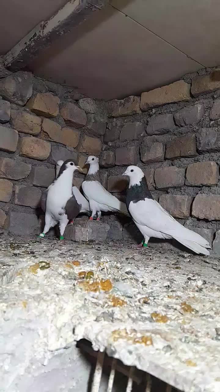 رنگه والمانی پرشی|پرنده|تربت‌حیدریه, پائین ولایت|دیوار