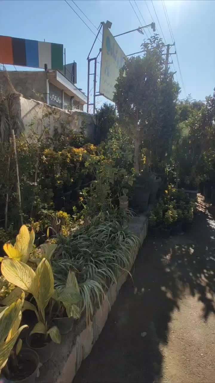 فروش درخت و گل و گیاه|گل و گیاه طبیعی|شیراز, گویم|دیوار