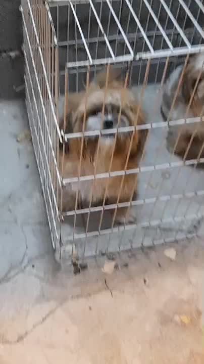 شیتزو سوپر فلت جفت نر و ماده|سگ|فولادشهر, مسکن مهر فولادشهر|دیوار