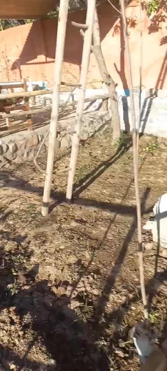 کار گاه حصیر بافی|خدمات پیشه و مهارت|مشهد, نیزه|دیوار