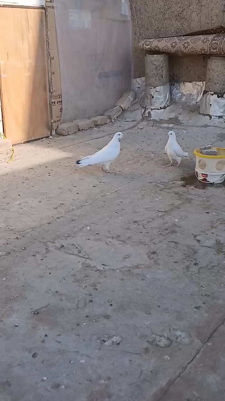 کفتر پرشی|پرنده|کرج, ساسانی (قلمستان)|دیوار