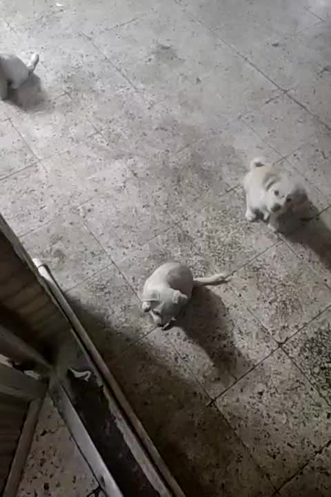 حیوانت خونه ای|سگ|بهبهان, |دیوار