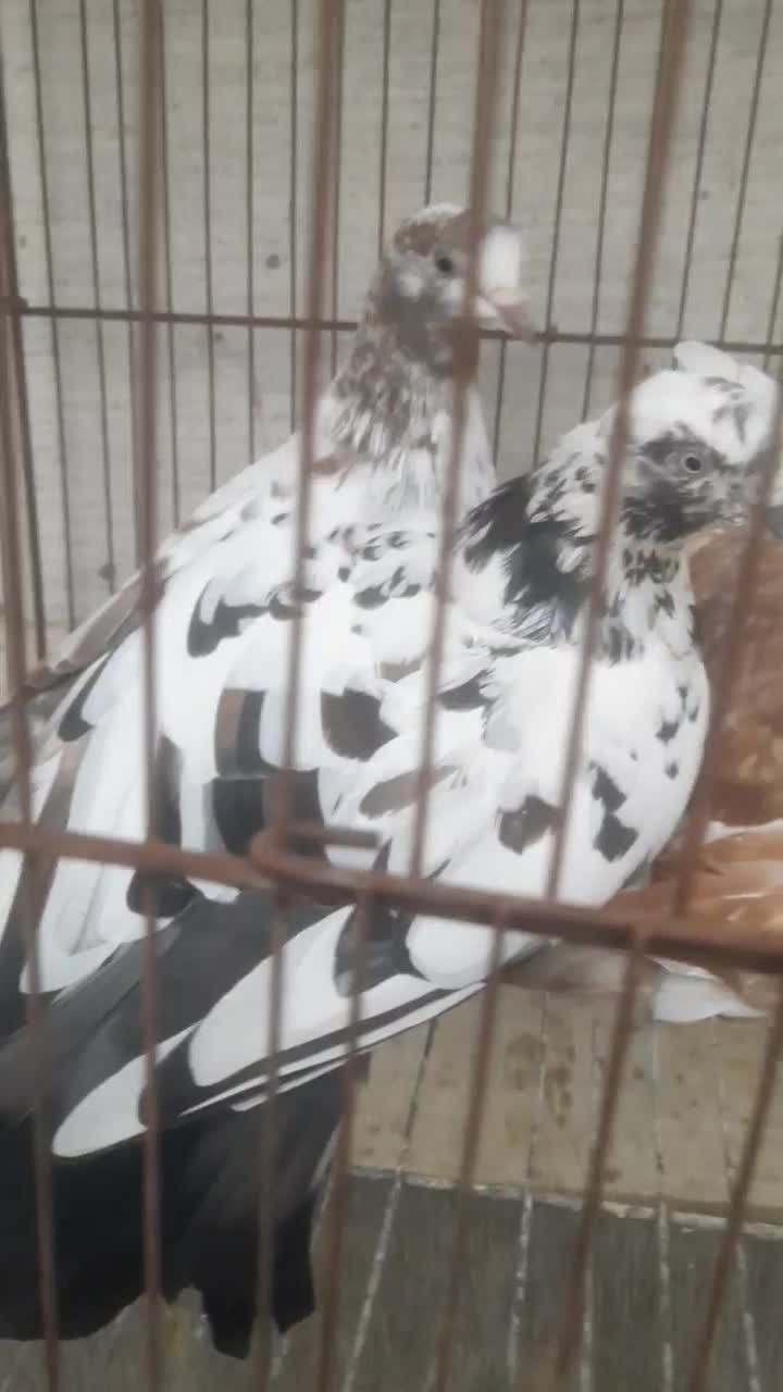 کبوتر|پرنده|رشت, جانبازان|دیوار