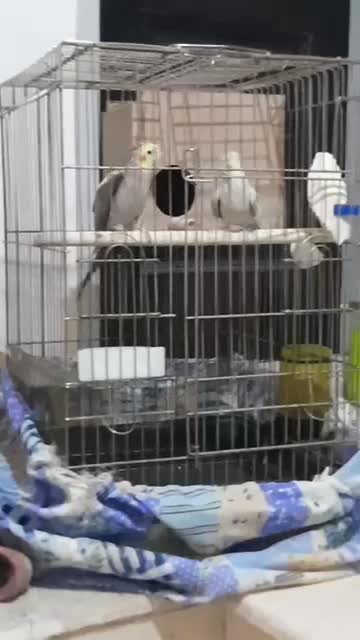 جفت عروس هلندی|پرنده|برخوار, |دیوار