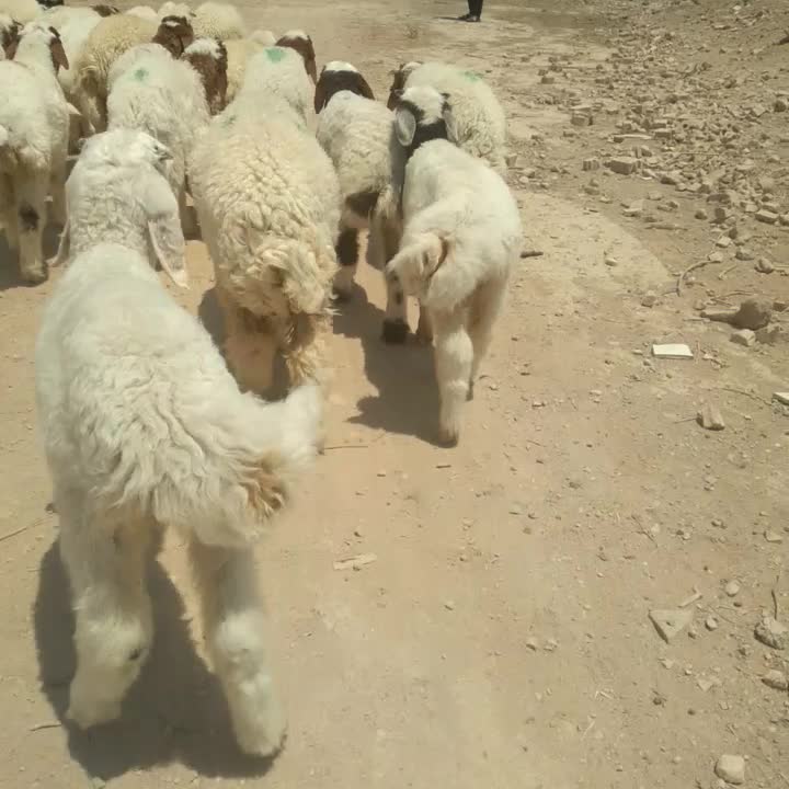 بره نر چاق گوسفند گاو بز گوساله میش قوچ|حیوانات مزرعه|اهواز, منازل کارون|دیوار