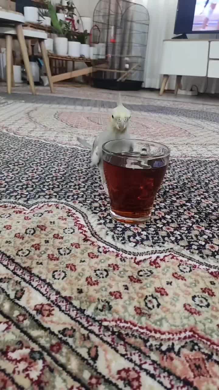 گمشده محدوده یخسازی|پرنده|رشت, یخسازی|دیوار