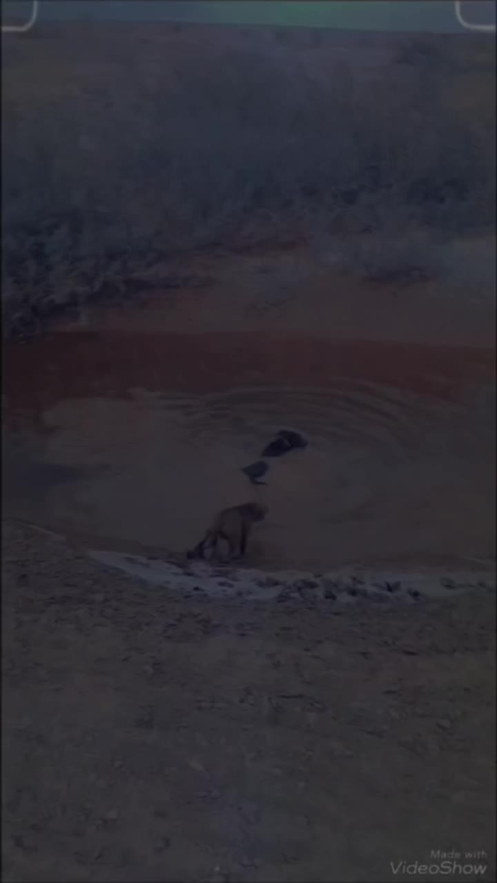 سگ نگهبان|سگ|کاشمر, |دیوار