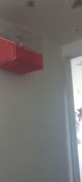 سهره قناری استاد سبک بیات|پرنده|تهران, گلستان (شهرک راه آهن)|دیوار