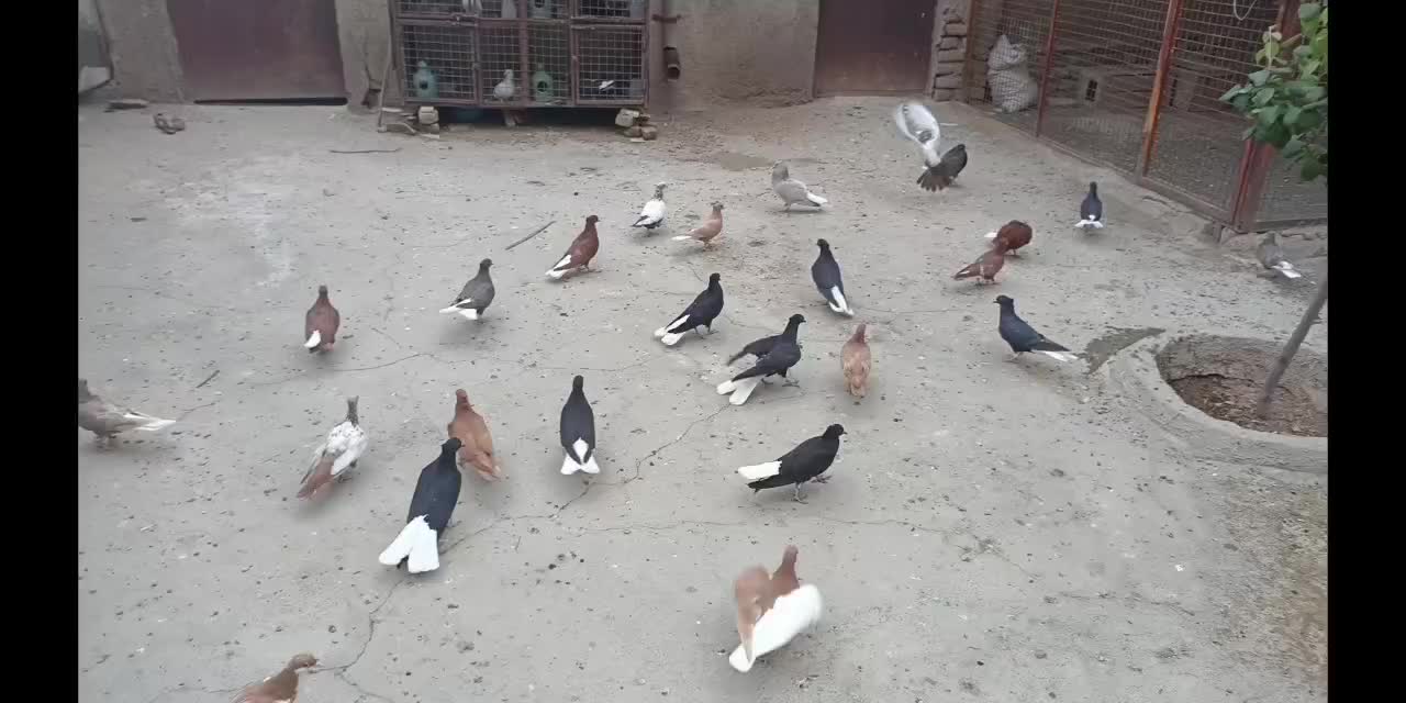 کبوتر|پرنده|الوند, |دیوار