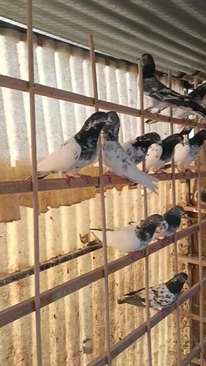 کبوتر پاکستانی تیدی|پرنده|تهران, آهنگران (سراسیاب دولاب)|دیوار