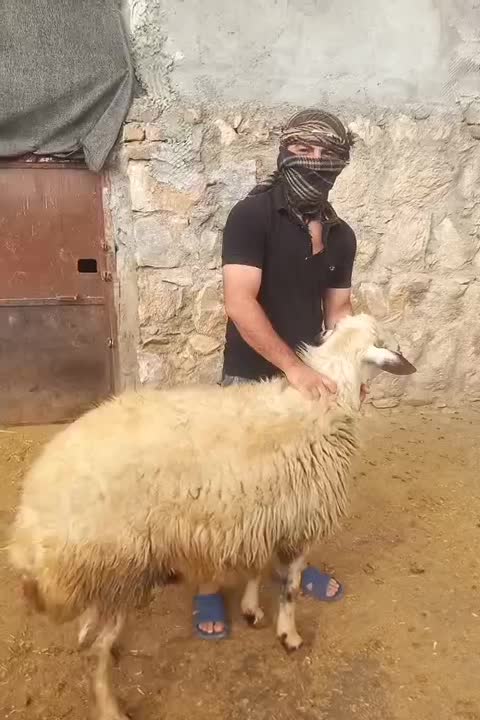 قوچ|حیوانات مزرعه|ازنا, |دیوار