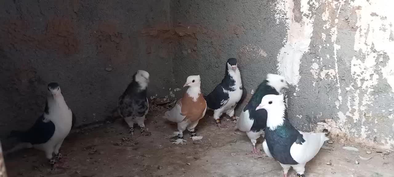 کفتر جفتگاه|پرنده|مه ولات, |دیوار