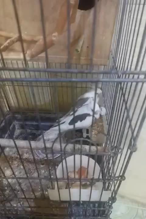 عروس هلندی البینو|پرنده|خرمشهر, |دیوار