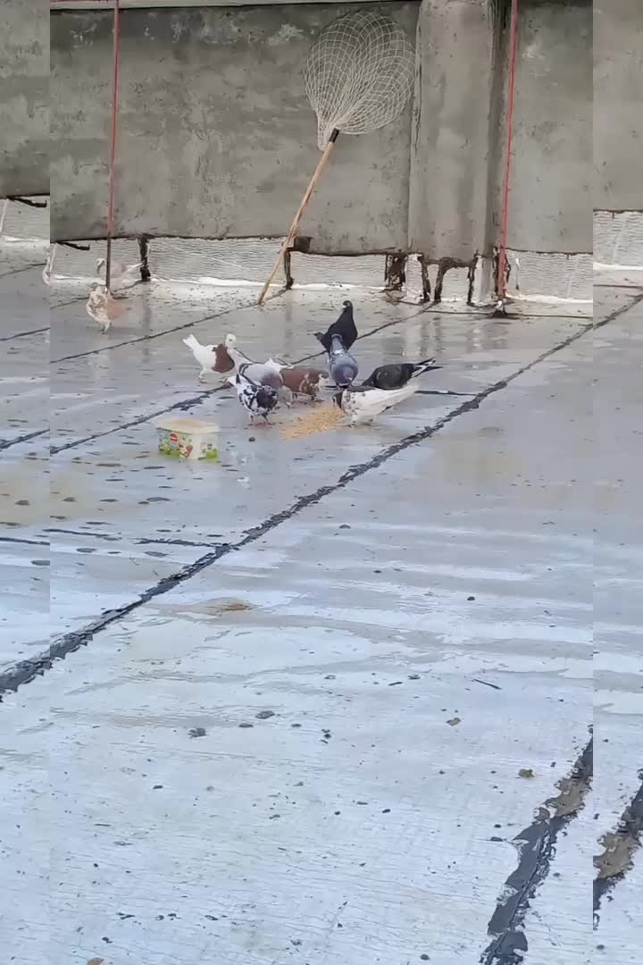 کبوتر|پرنده|تربت جام, میان جام|دیوار