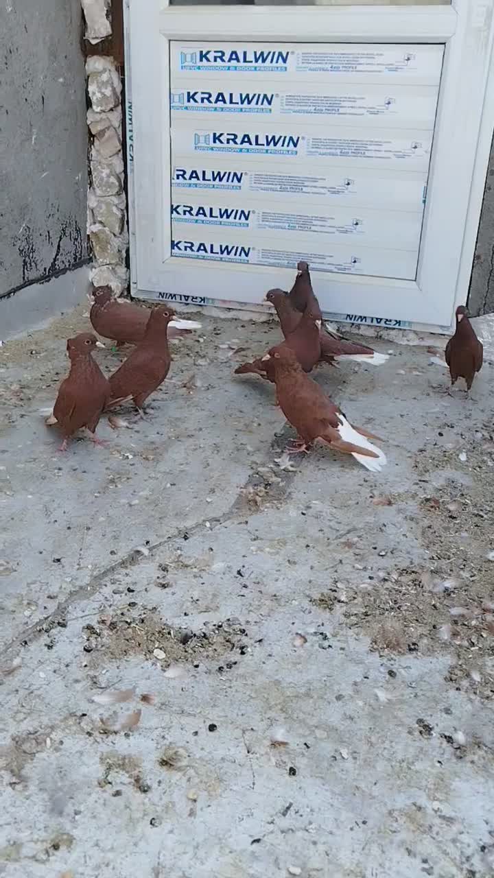 سلام خدمت دوستان  دم سفید|پرنده|تربت‌حیدریه, یحیی آباد|دیوار