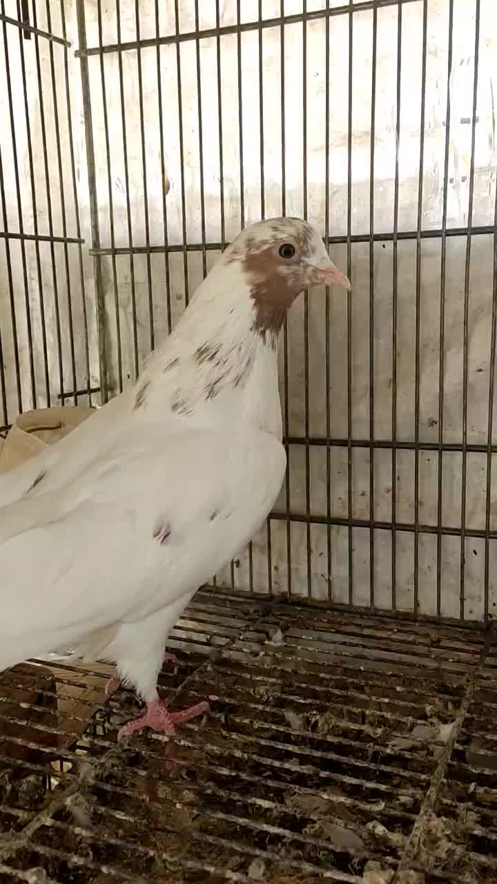 کبوتر کفتر جفت ماهرو کاشان و دوتاماده سوسکی و سفید|پرنده|اصفهان, شیخ اشراق|دیوار