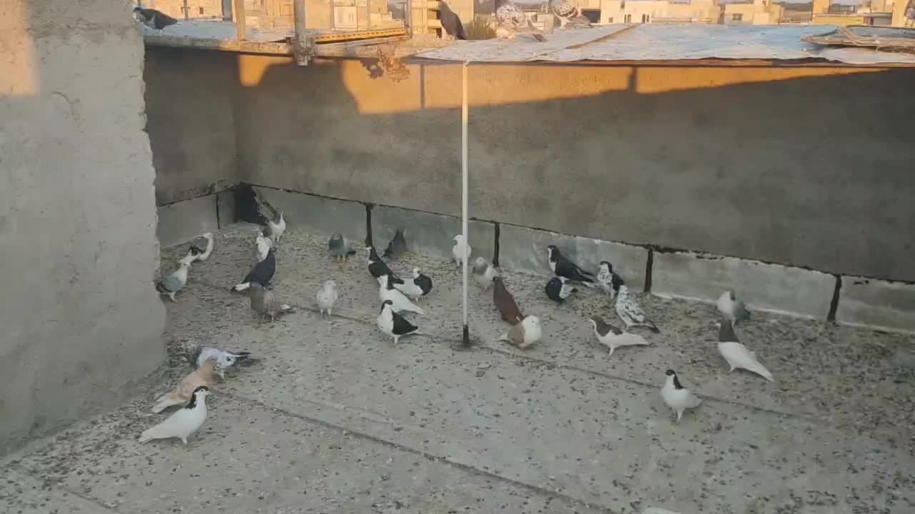 کبوتررنگی|پرنده|الوند, |دیوار