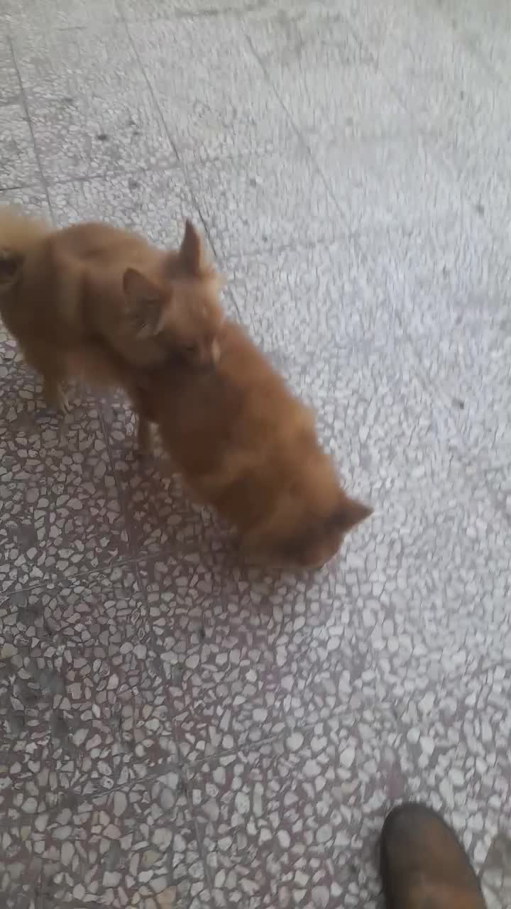 پامرین روباهی نر ماده|سگ|قم, پشت انبار نفت|دیوار