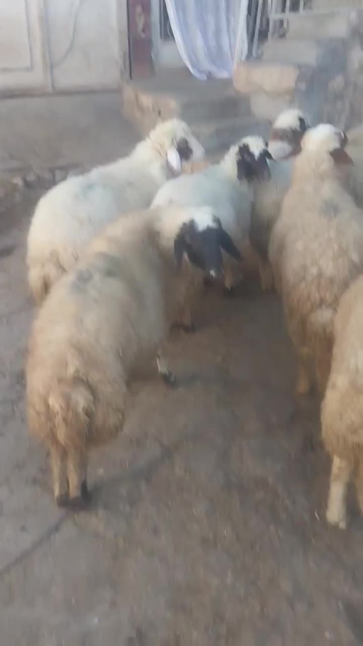 بره نر سبک و سنگین|حیوانات مزرعه|دالاهو, |دیوار