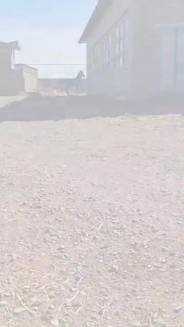 اسب کرد|اسب و تجهیزات اسبسواری|مرند, |دیوار