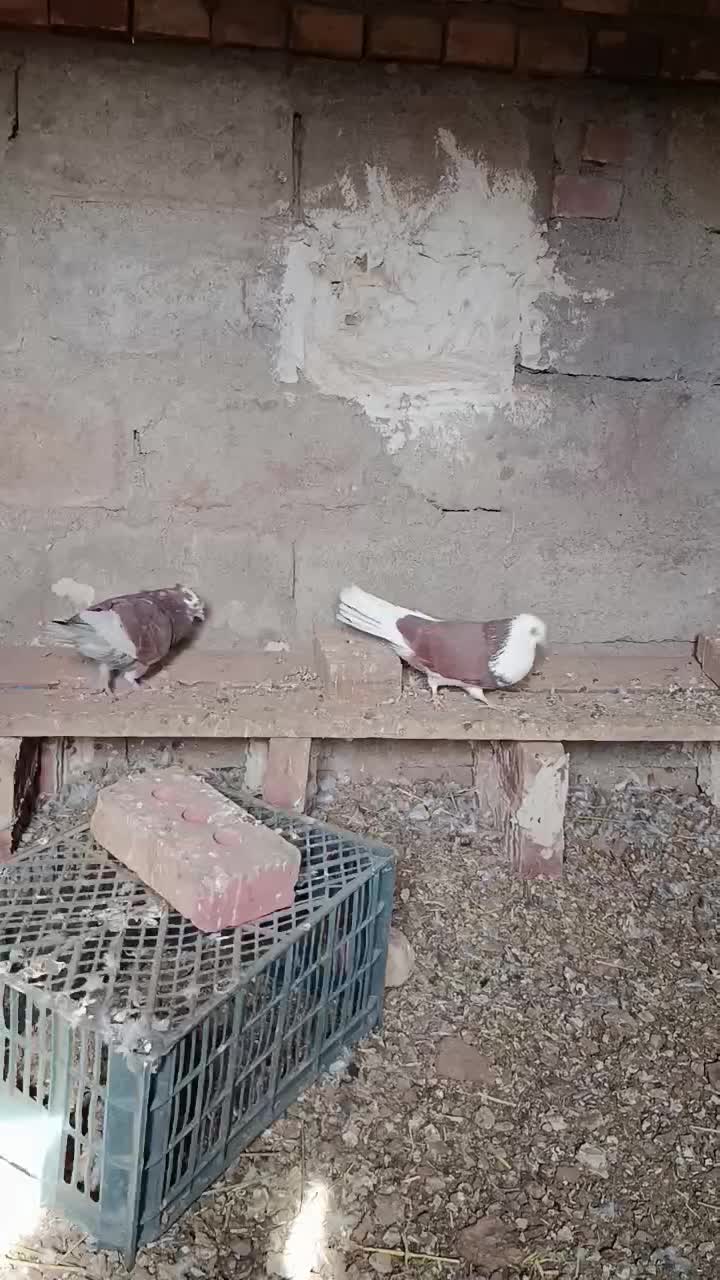 شازده|پرنده|خوی, |دیوار