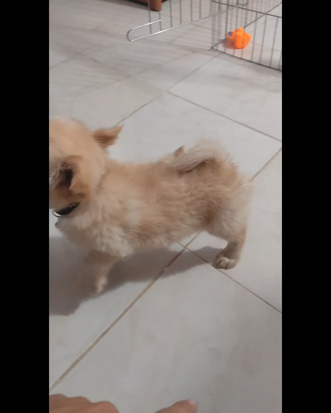 سگ پامرانین اشپیتز|سگ|شیراز, محراب|دیوار