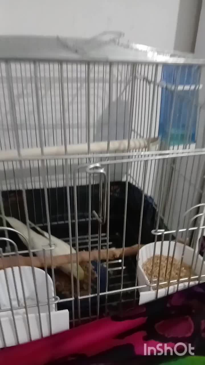 عروس هلندی|پرنده|پرند, فاز ۶|دیوار