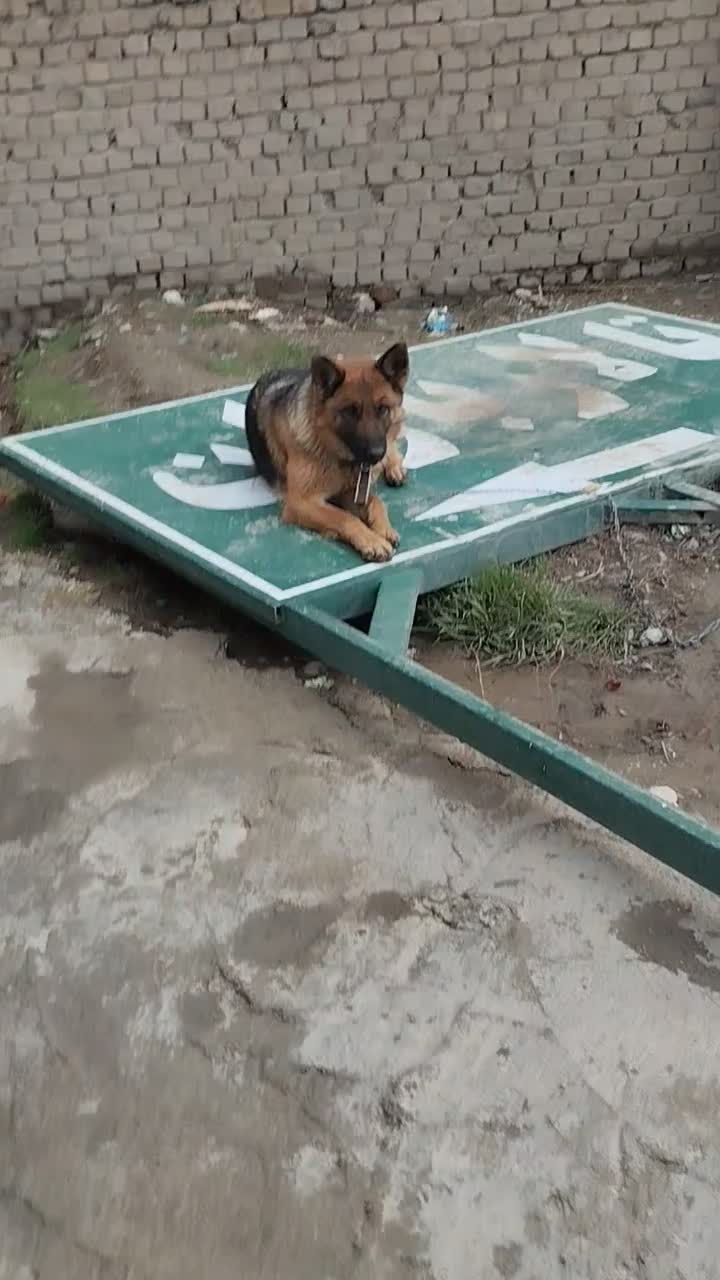 سگ گمشده ژرمن|حیوانات|دورود, |دیوار