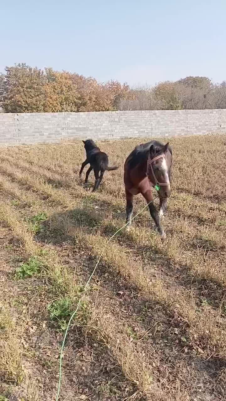 مادیون و کره نریون ۴ماهه|اسب و تجهیزات اسب‌سواری|هشتگرد, سعید آباد|دیوار