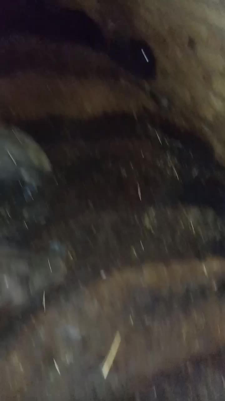 قوچ|حیوانات مزرعه|حلب, |دیوار