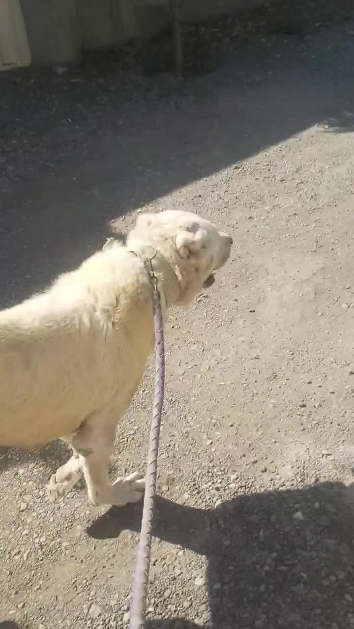 سگ سرابی نر|سگ|تهران, شهرک دریا|دیوار