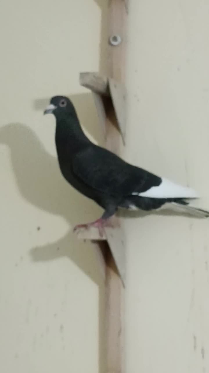 چهارتا نر|پرنده|شیراز, پشم شیشه|دیوار