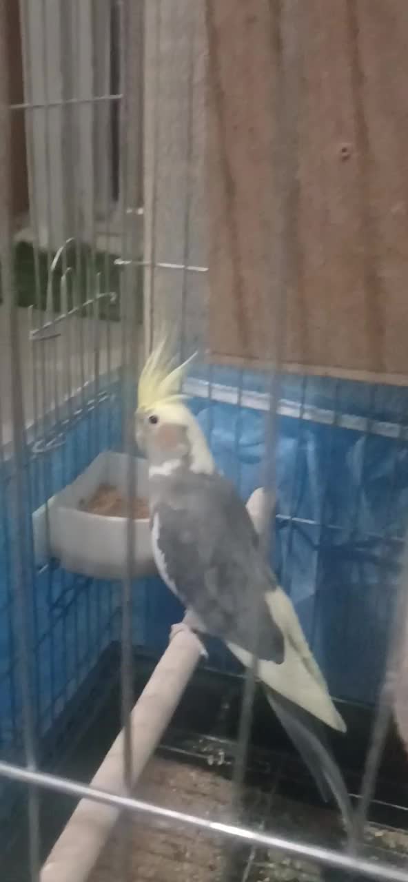 عروس هلندی|پرنده|اشتهارد, |دیوار