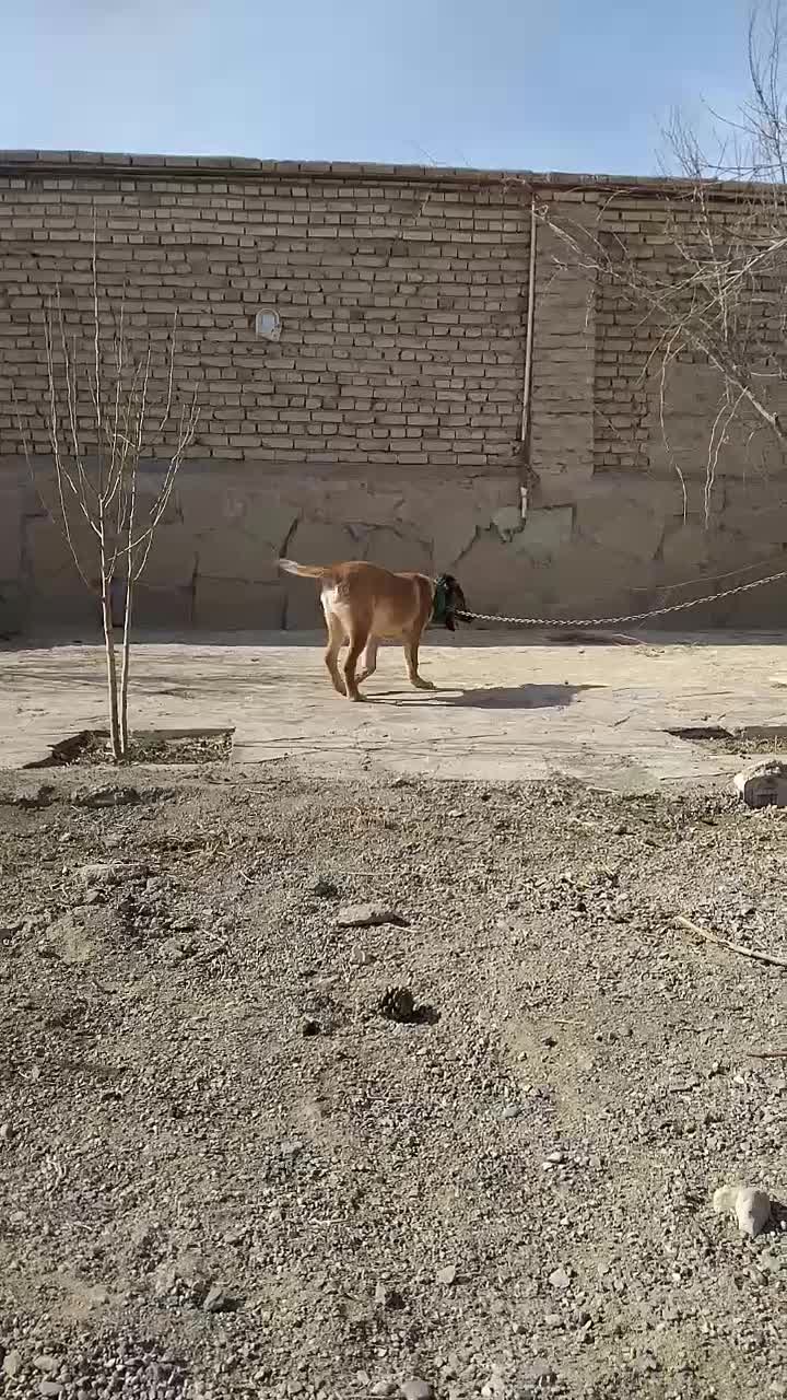 سگ گله|سگ|چناران, |دیوار