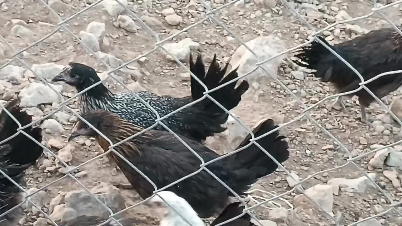 مرغ محلی و بوقلمون گوشتی|حیوانات مزرعه|بندرعباس, |دیوار