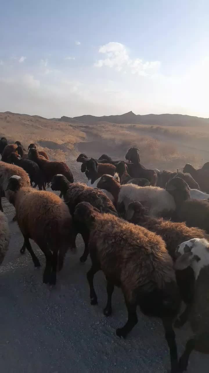 فروشی|حیوانات مزرعه|فریمان, |دیوار