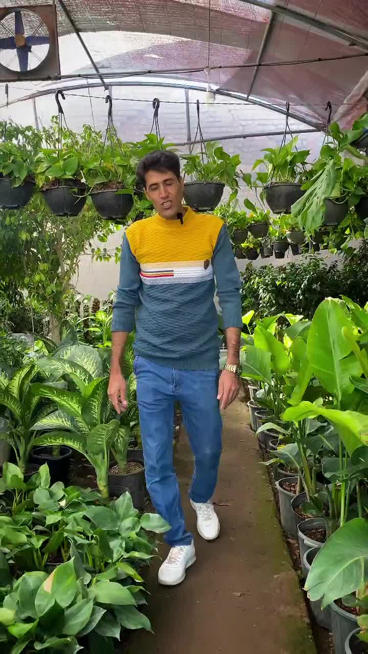 گل روز مادر *گلخانه من *|گل و گیاه طبیعی|بیرجند, |دیوار