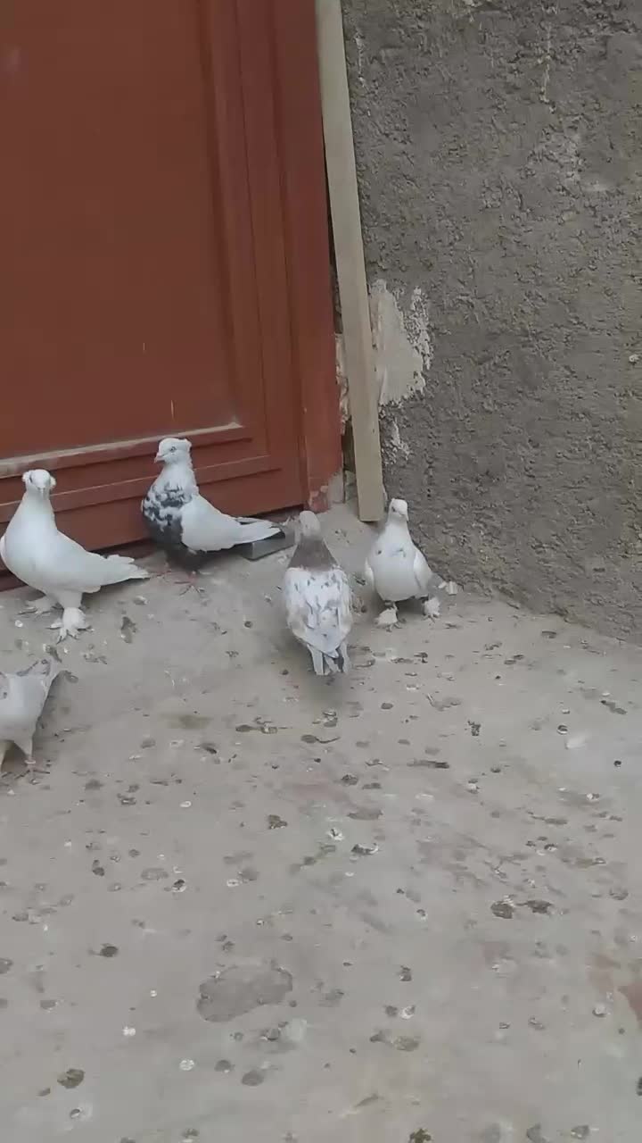 کبوتر ۳جفت کفتر رنگی|پرنده|قمرود, |دیوار