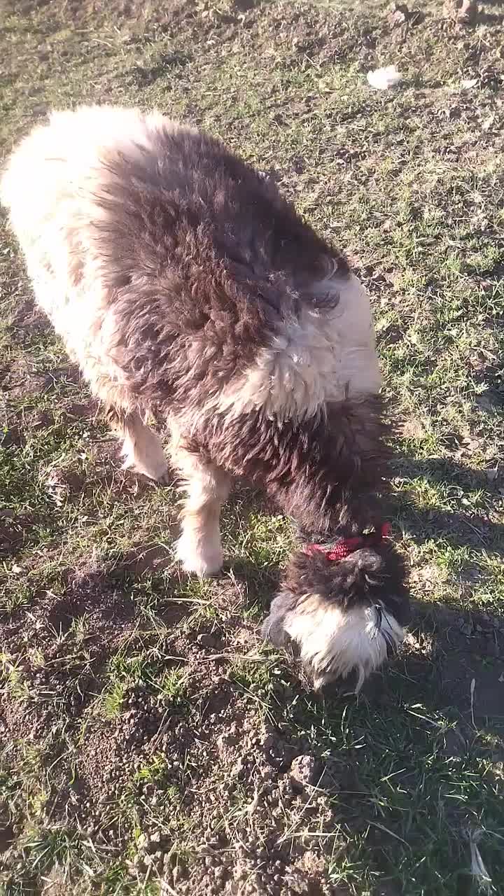 بره ماده میش|حیوانات مزرعه|لاران, |دیوار