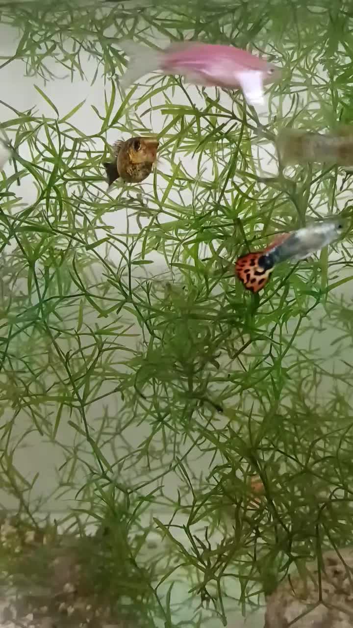 آکواریوم|ماهی|قوچان, |دیوار