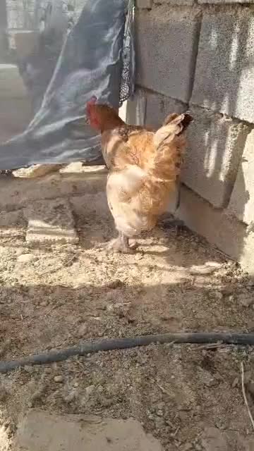 مرغ دیلگونی|حیوانات مزرعه|بهبهان, |دیوار