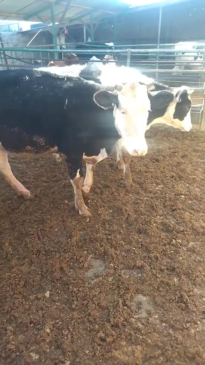 گوساله سیمینتال|حیوانات مزرعه|بیلوار, |دیوار