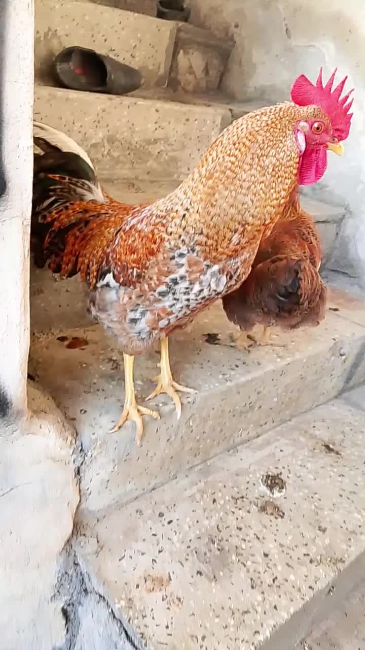 مرغ و خروس محلی|حیوانات مزرعه|مریوان, |دیوار