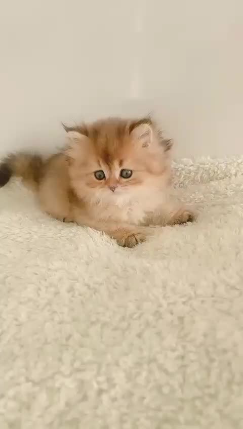 دهکده گربه‌های بی‌نظیر (مجموعه میوهاپ)|گربه|اصفهان, جلفا|دیوار