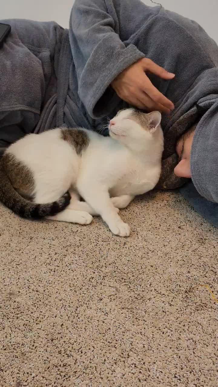 یه پسر جنتلمن|گربه|بوشهر, |دیوار