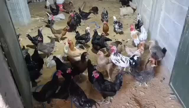 مرغ و خروس|حیوانات مزرعه|آبپخش, |دیوار